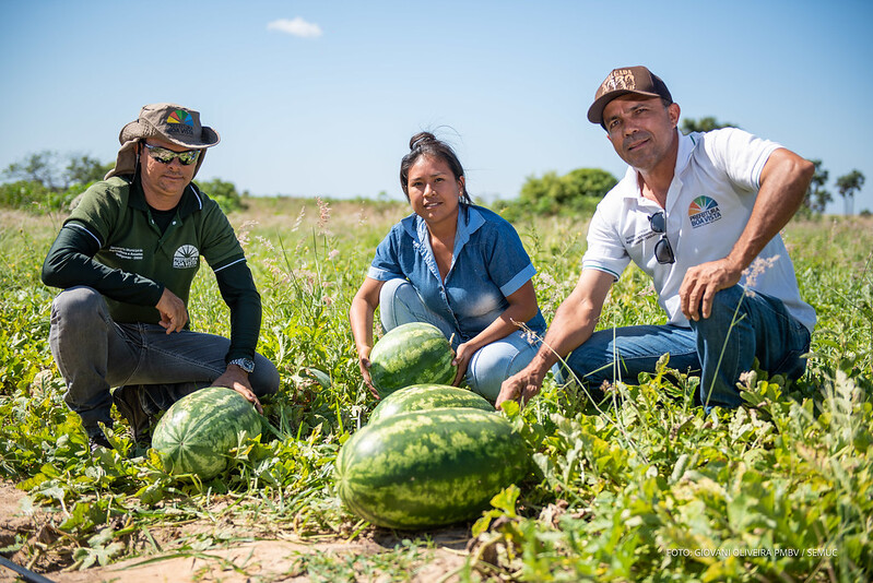 Comunidade indígena Darôra inicia colheita de melancia com apoio da Prefeitura de Boa Vista
