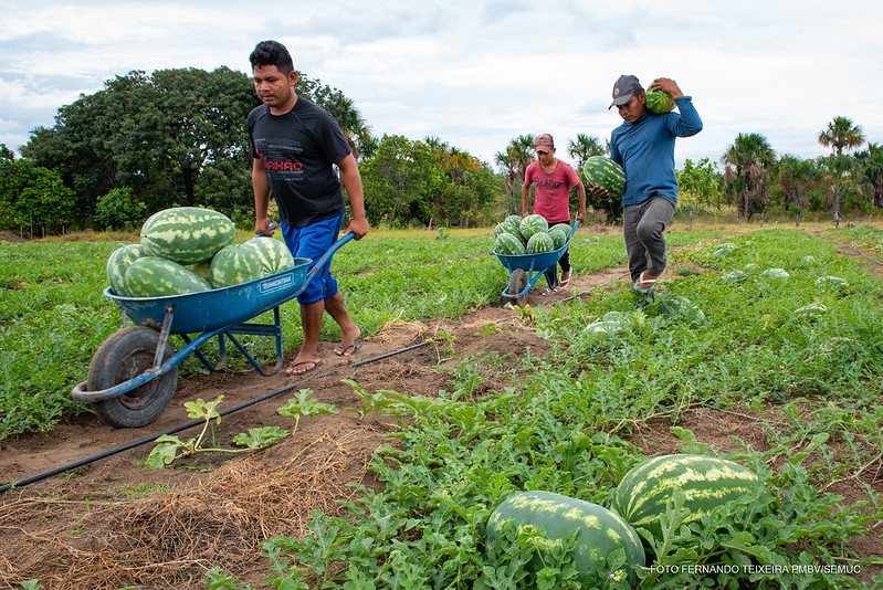 Comunidade indígena de Vista Alegre inicia colheita de 8 toneladas de melancia