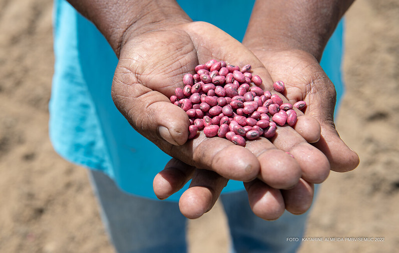 Comunidades indígenas de Boa Vista iniciam plantio de feijão caupi