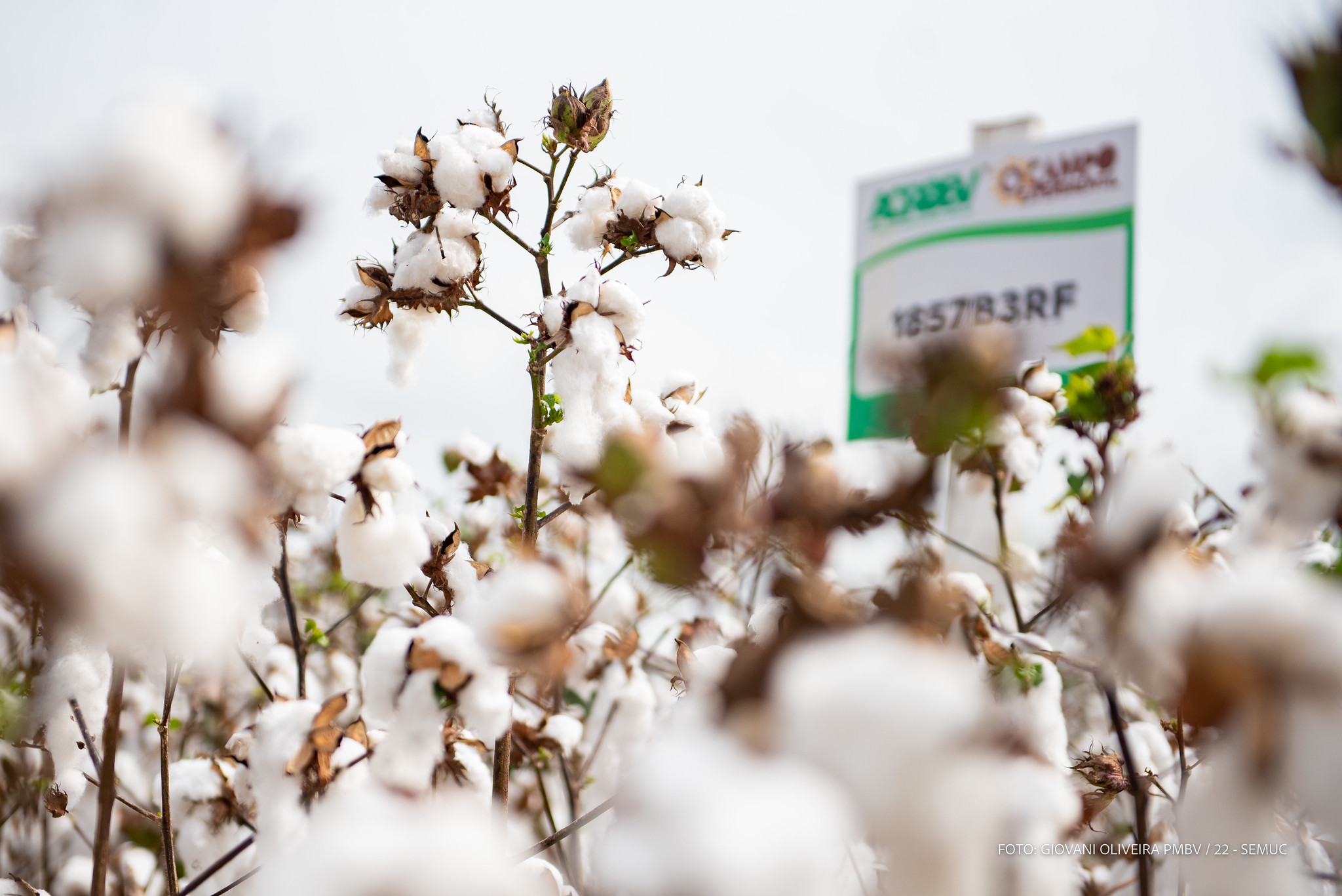 Campo Experimental da Prefeitura de Boa Vista faz primeira colheita de amostras de algodão