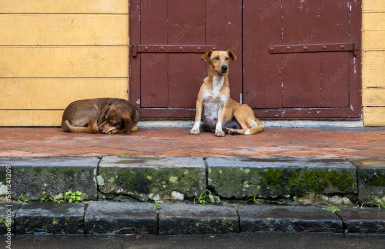 Profissionais afirmam que cuidados com animais de rua pode ajudar a solucionar superpopulação