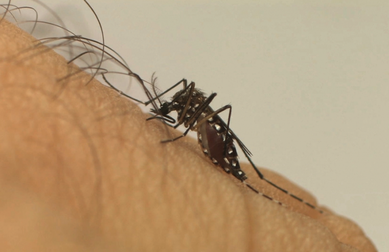 Com 40 casos de dengue, Roraima registra aumento de 400% em janeiro