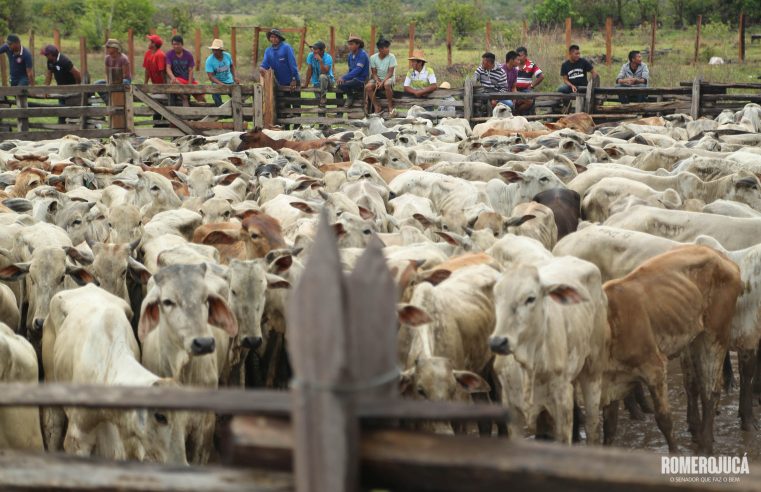Gado gera renda para povos indígenas em Roraima