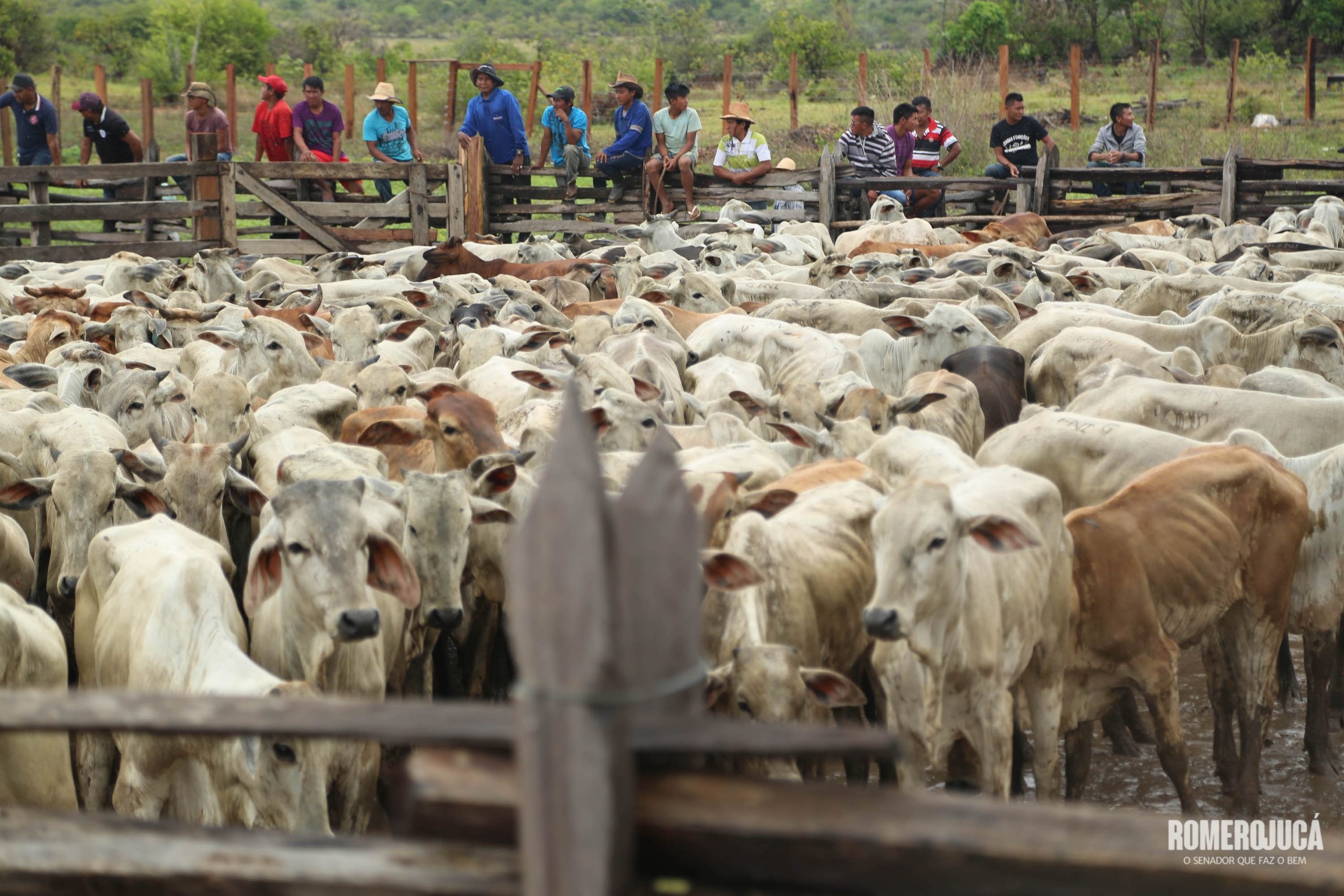 Gado gera renda para povos indígenas em Roraima