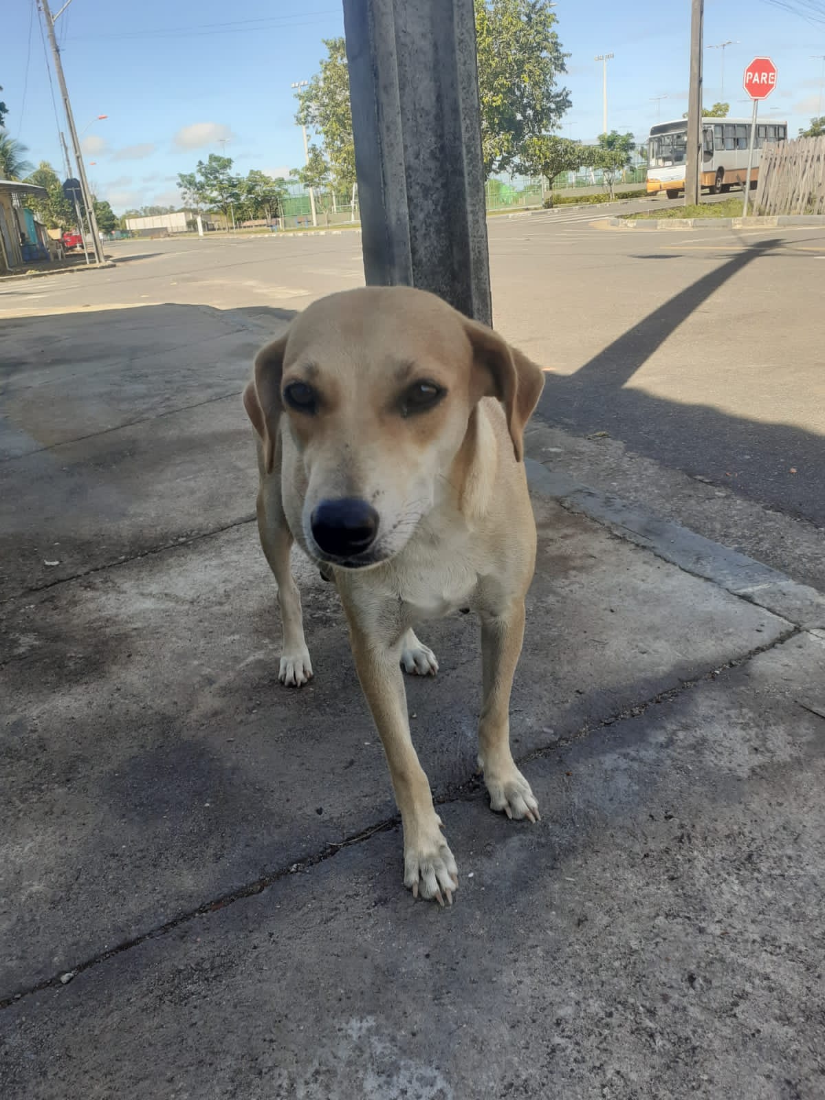 Cadela em situação de rua é espancada até a morte ao tentar parir filhotes