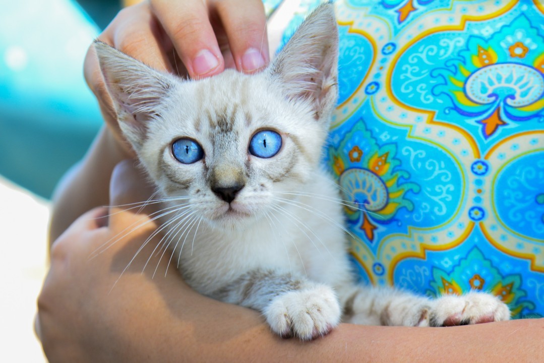 Prefeitura amplia vagas em programa de castração e chipagem de animais