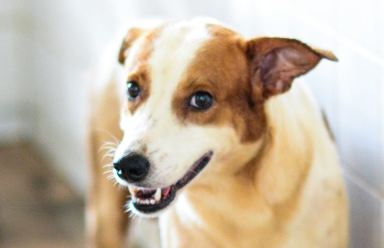 Workshop vai discutir os desafios no combate aos maus-tratos de animais em Boa Vista