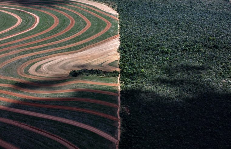 Desmatamento sobe 238% no Cerrado e cai 68% na Amazônia