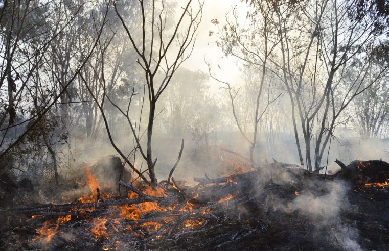 Roraima tem 22% dos focos de queimada de todo o país