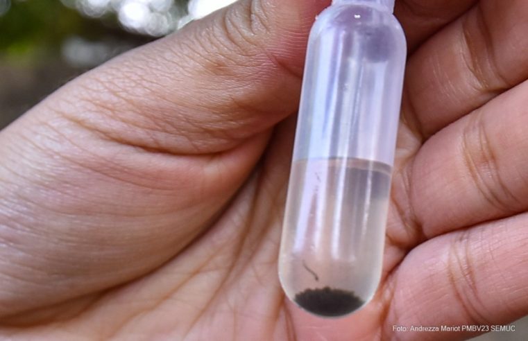 Brasil lidera casos de dengue no mundo, diz OMS