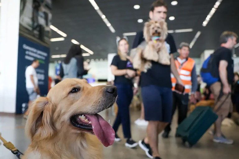 Pata – Com suporte veterinário e monitoramento em tempo real, transporte aéreo de pets ganha novas regras