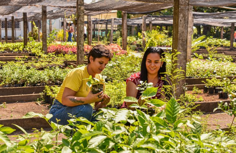 Horto Municipal de Boa Vista – Mais de 112 mil mudas foram doadas em 4 anos