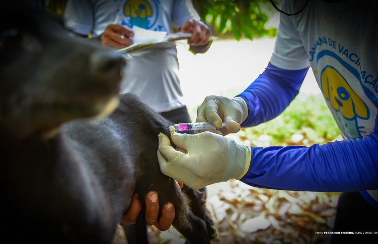 Prefeitura inicia vacinação contra a raiva em cães e gatos na zona rural de Boa Vista