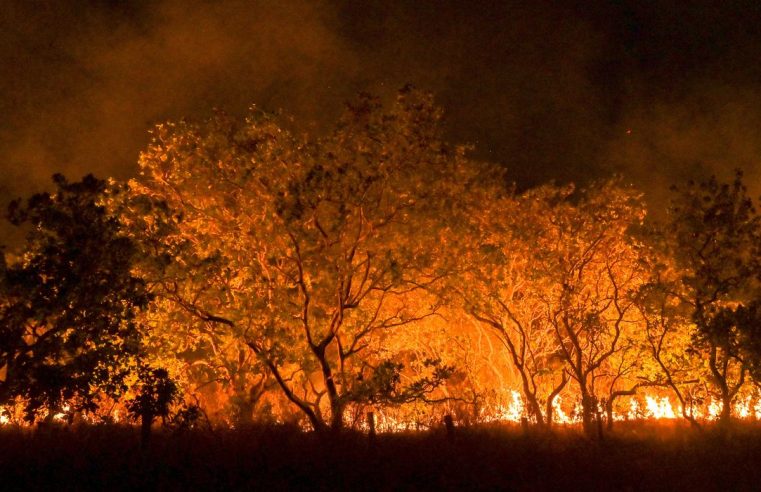 Amazônia tem diversidade empobrecida por incêndios florestais