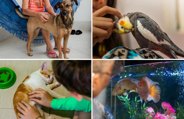 Brasil tem terceira maior população pet do mundo; veja os projetos do Senado sobre o assunto