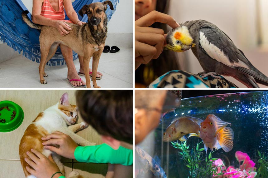 Brasil tem terceira maior população pet do mundo; veja os projetos do Senado sobre o assunto