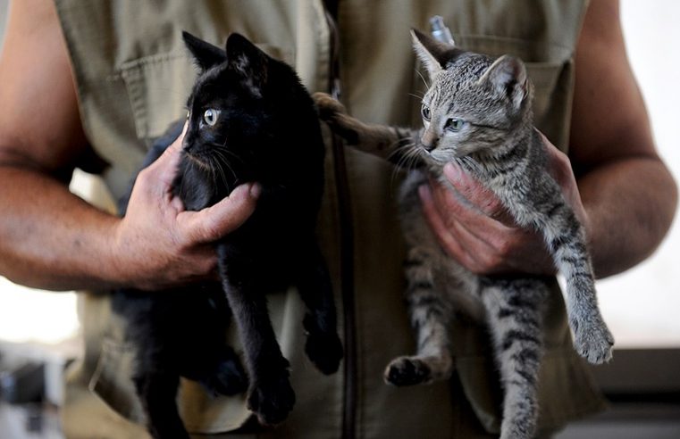 Sancionada lei que autoriza criação do Cadastro Nacional de Animais de Estimação