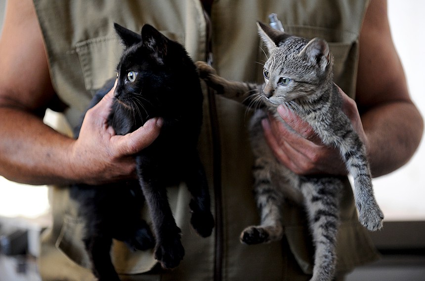 Sancionada lei que autoriza criação do Cadastro Nacional de Animais de Estimação