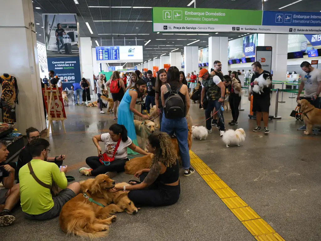 Pets – Guia orienta tutores para viagem aérea com segurança e conforto