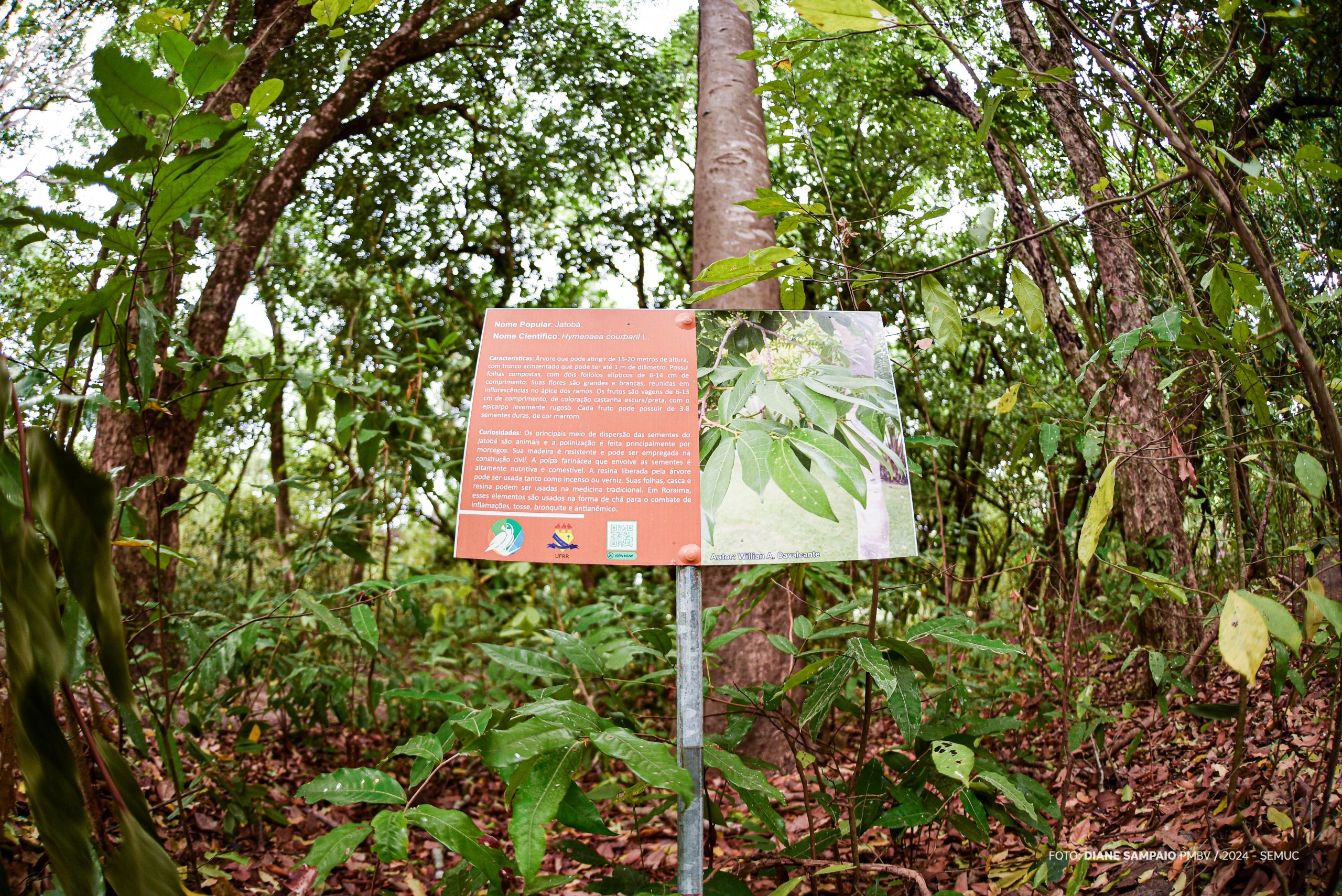 Biodiversidade – Bosque dos Papagaios é opção para quem deseja observar a flora da Amazônia