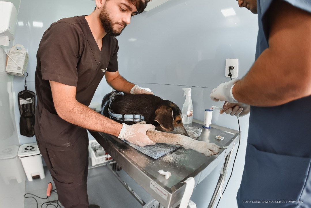 Interessados em credenciamento para tratamento de cães abandonados devem enviar documentação por e-mail