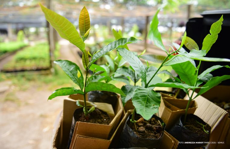 Projeto “Boa Vista Verde” – Horto Florestal recebe doação de sementes para ampliar arborização de Boa Vista