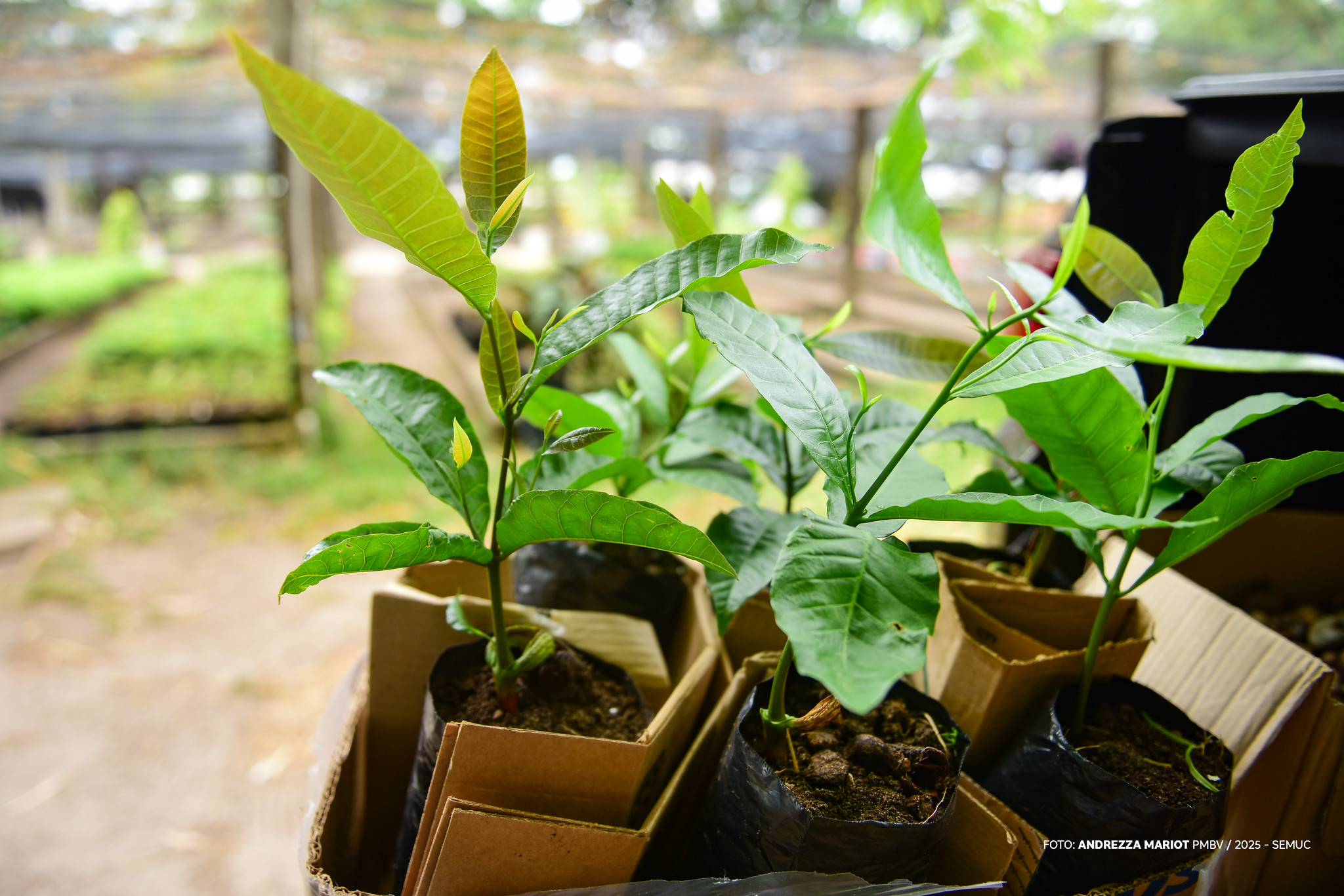 Projeto “Boa Vista Verde” – Horto Florestal recebe doação de sementes para ampliar arborização de Boa Vista