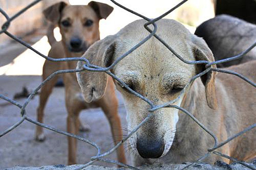 Projeto de lei pode impedir que agressores voltem a ter animais sob sua guarda