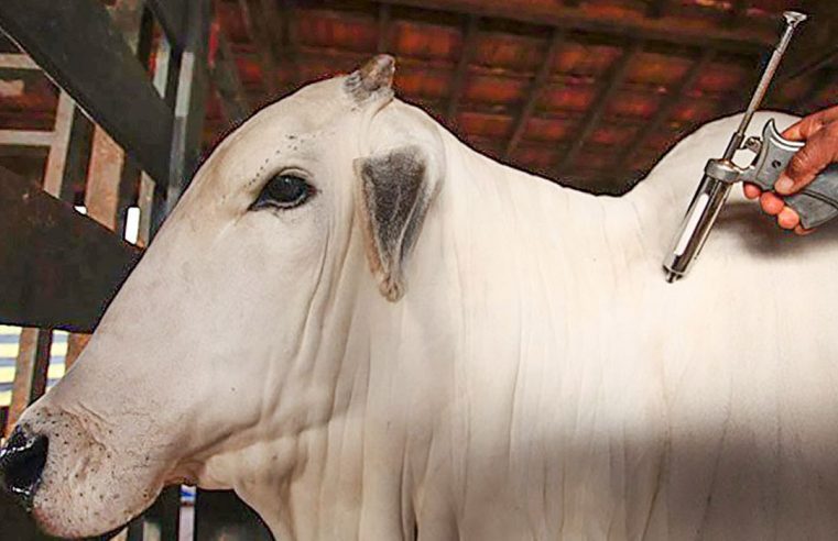 Brasil conquista reconhecimento internacional como país livre de febre aftosa sem vacinação