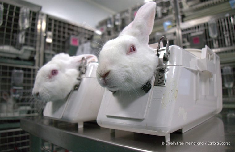Produtos de beleza não poderão mais ser testados em animais no Brasil