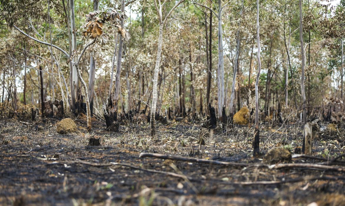 Desmatamento cai no Cerrado, mas sobe na Amazônia: dados do Inpe revelam cenário ambiental no Brasil
