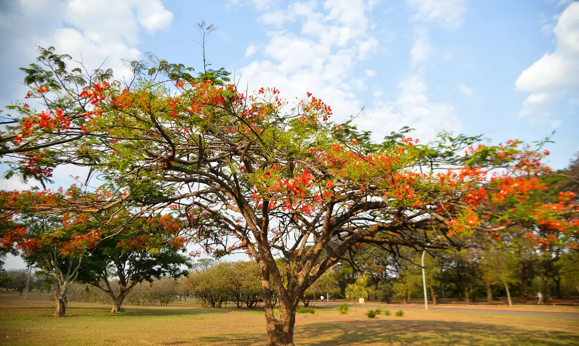 Calor intenso no Norte contrasta com chuvas em outras regiões na chegada da primavera nesta segunda (22)