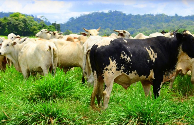 Produtores rurais têm até 31 de outubro para atualizar cadastro de rebanhos