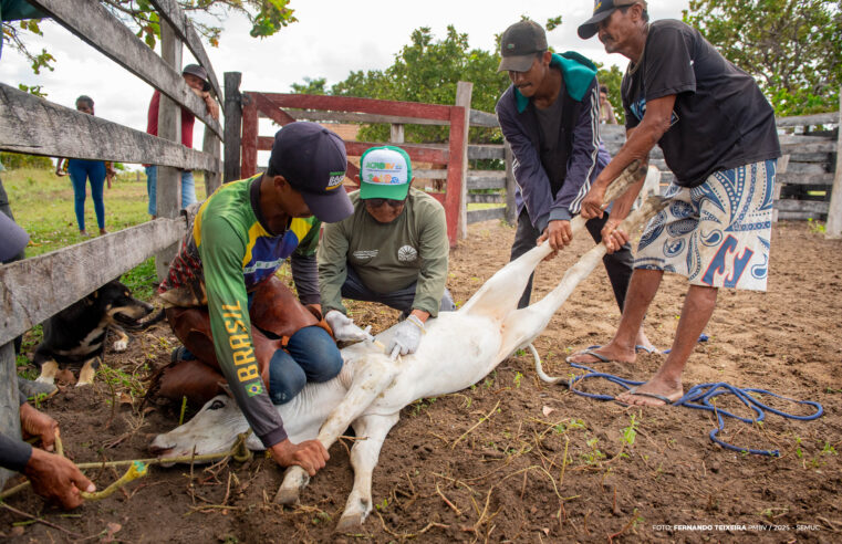 Vacinação contra brucelose é aplicada em bezerras de comunidades indígenas de Boa Vista