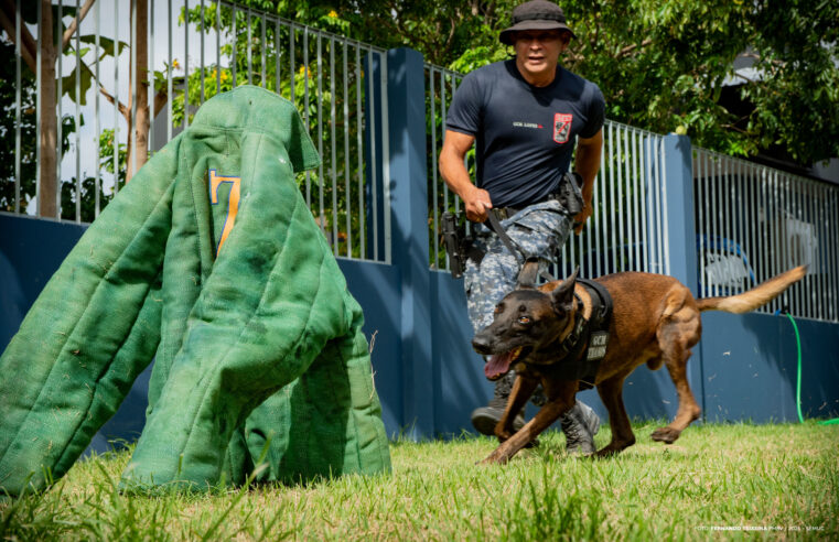 Guardas municipais de Boa Vista concluem curso de condução de cães de guerra e recebem capacitação ambiental