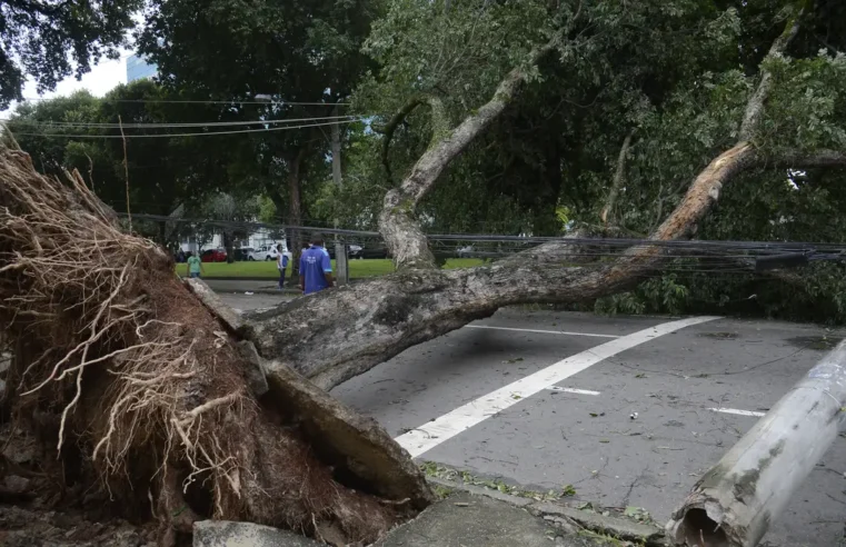 Senado aprova projeto que flexibiliza poda de árvores em casos de risco