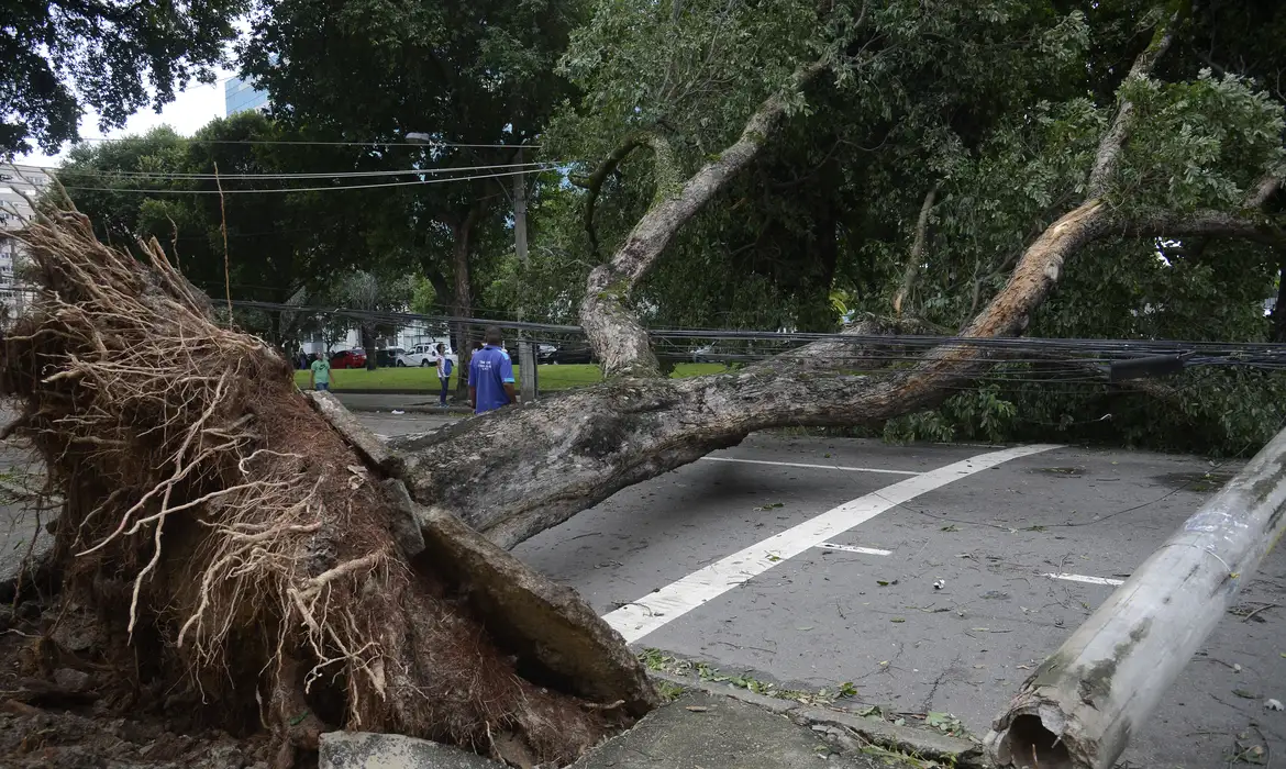Senado aprova projeto que flexibiliza poda de árvores em casos de risco