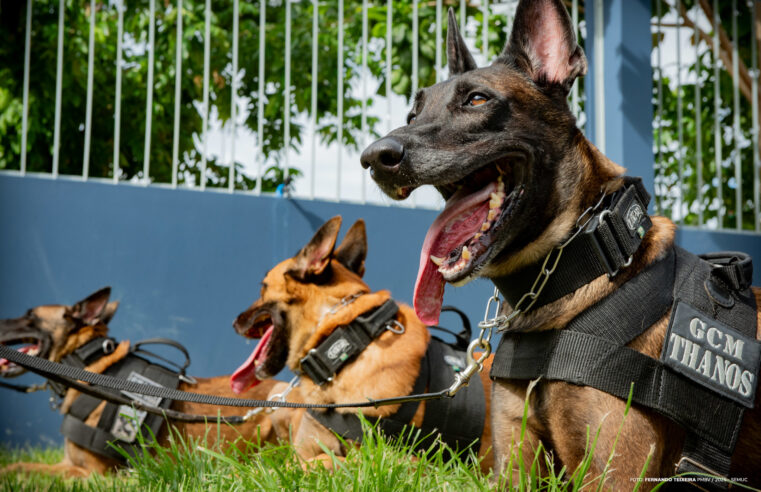 Edital convoca clínicas e profissionais para atender cães da Guarda Civil Municipal