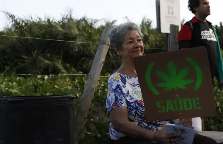 Anvisa avalia nesta quarta normas para produção controlada de cannabis medicinal