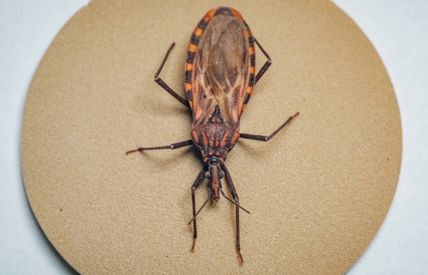 Casos de Chagas crescem em Ananindeua (PA) em 2025, com transmissão associada a alimentos artesanais