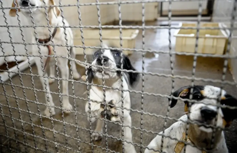 Senado quer registro nacional de condenados por violência contra animais, motivado pelo caso Orelha