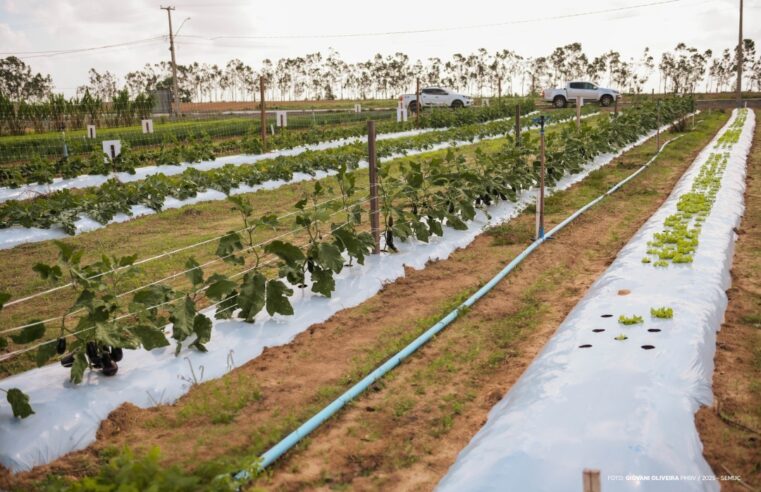Boa Vista prepara 4ª edição do Dia de Campo em Hortifrúti