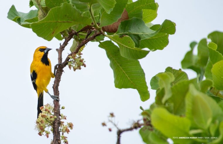 No Bosque dos Papagaios, canto das aves reduz o estresse e contribui para o bem-estar mental