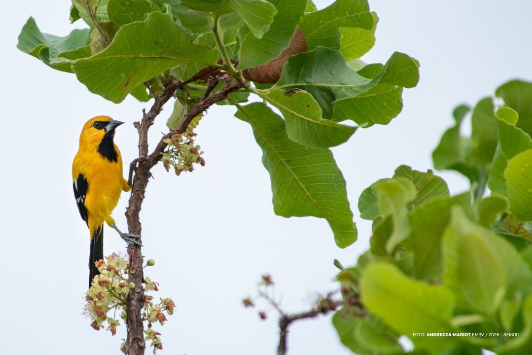 No Bosque dos Papagaios, canto das aves reduz o estresse e contribui para o bem-estar mental