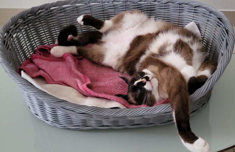 Guarda compartilhada de pets ganha regulamentação inédita no Brasil