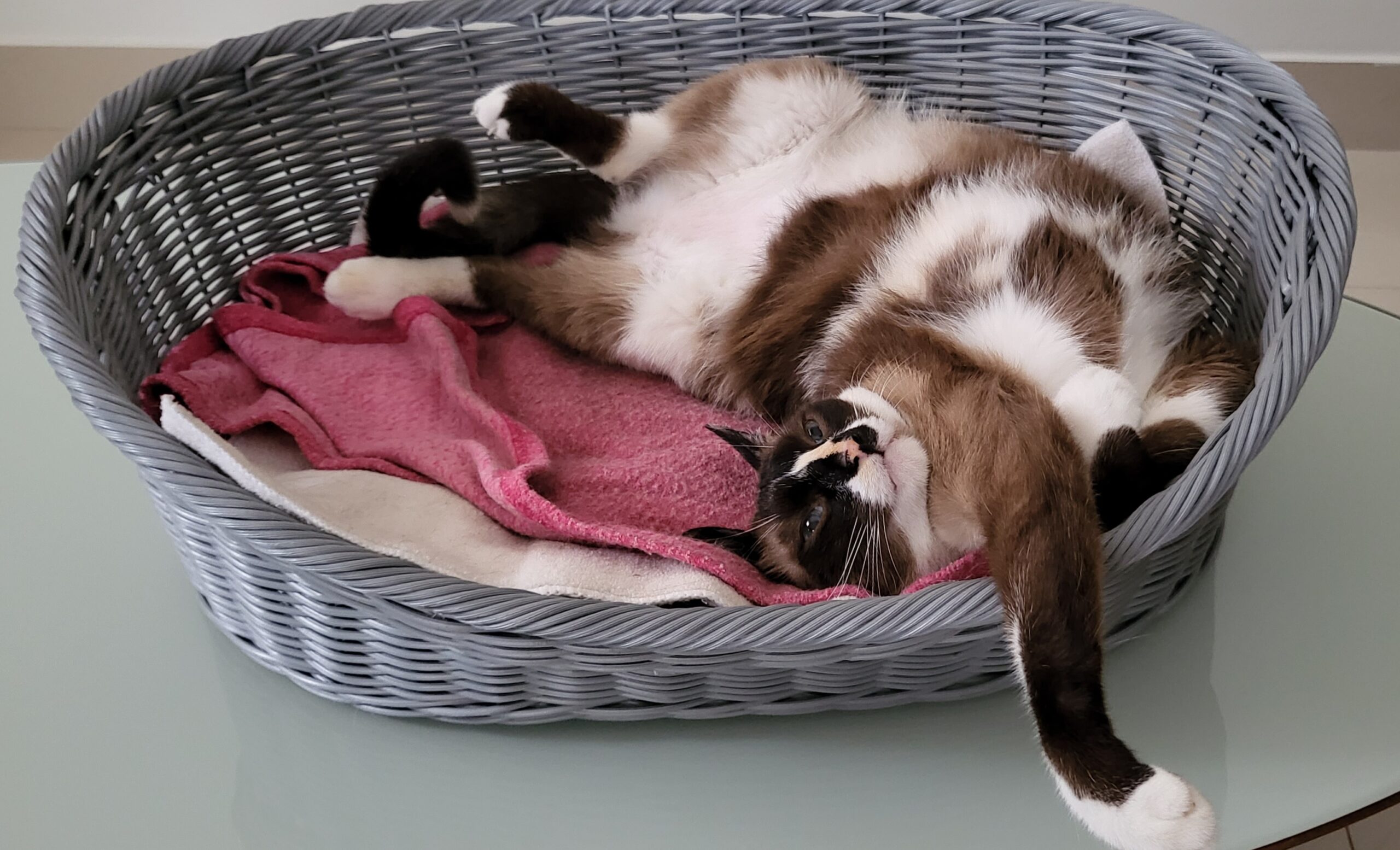 Guarda compartilhada de pets ganha regulamentação inédita no Brasil