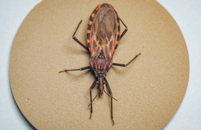 Após surto em Ananindeua (PA), 155 cidades recebem recursos extras para combater Doença de Chagas