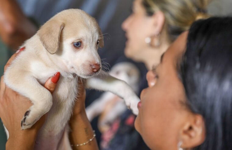 Senado aprova projeto que prevê guarda compartilhada de animais de estimação em caso de separação