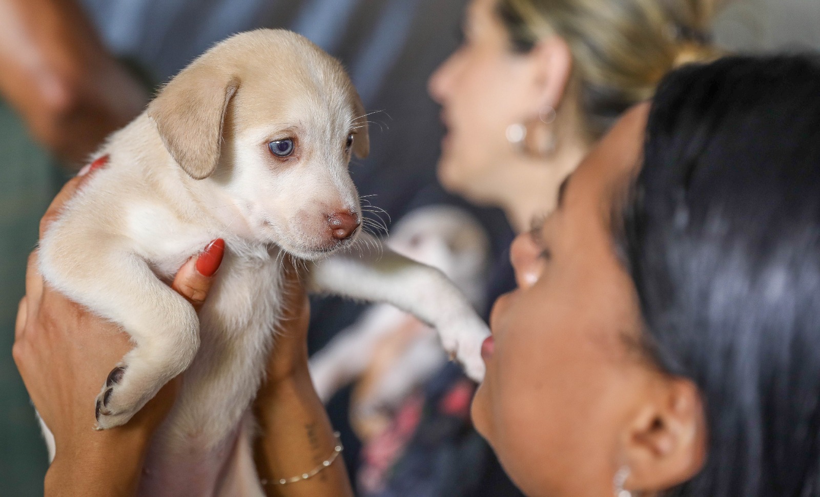 Senado aprova projeto que prevê guarda compartilhada de animais de estimação em caso de separação